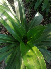 Agave desmettiana