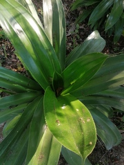 Agave desmettiana