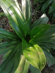 Agave desmettiana