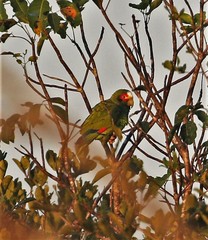 Amazona xantholora