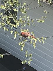 Cardinalis cardinalis