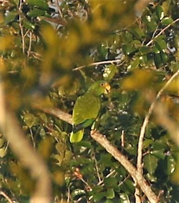 Yucatan Amazon (Amazona xantholora), photo 7