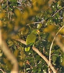 Amazona xantholora