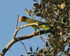 Amazona xantholora
