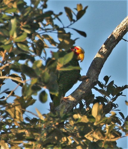 Yucatan Amazon (Amazona xantholora), photo 6