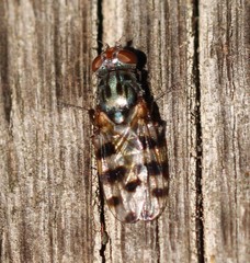 Ceroxys hortulana