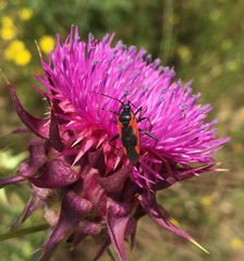 Calocoris nemoralis