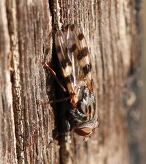 Ceroxys hortulana