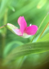 Lathyrus nissolia
