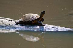 Melanochelys trijuga