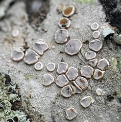 Lecanora subpallens