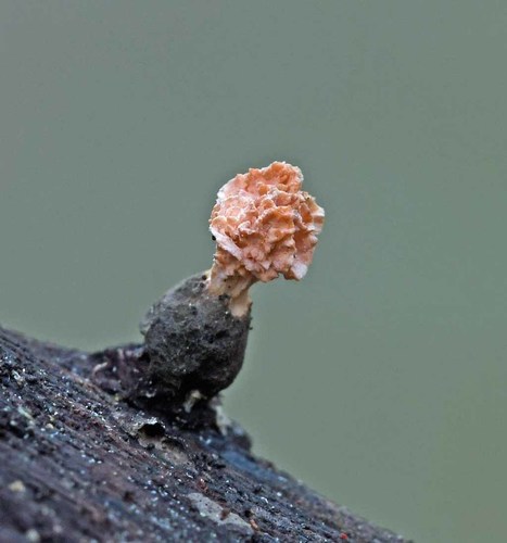 Representative image of Xylariaceae