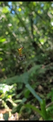 Micrathena crassispina