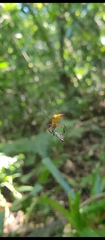 Micrathena crassispina