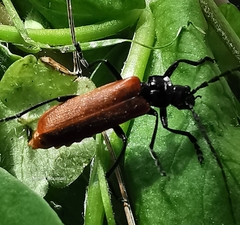 Cantharis palliata