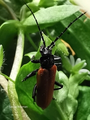 Cantharis palliata