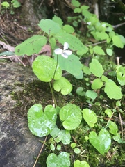 Viola macloskeyi