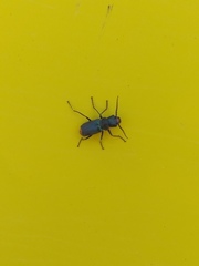 Clanoptilus abdominalis