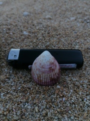 Acrosterigma pristipleura