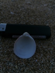 Acrosterigma pristipleura