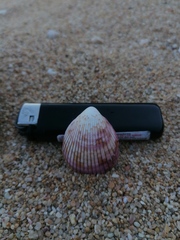 Acrosterigma pristipleura