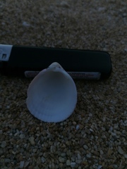 Acrosterigma pristipleura