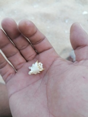Panulirus inflatus