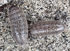 Porcellio provincialis