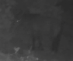 Equus caballus