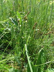 Carex caryophyllea