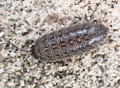 Porcellio provincialis