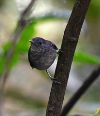 Hypocnemoides melanopogon