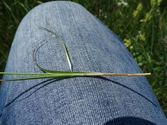 Carex caryophyllea