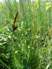 Carex caryophyllea