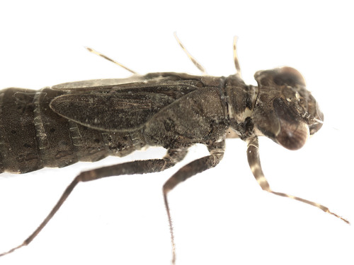 Aeshnidae