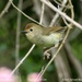 Large-billed Scrubwren - Photo (c) Tom Tarrant, some rights reserved (CC BY-NC-SA)