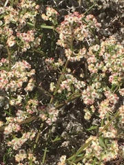 Galium angustifolium