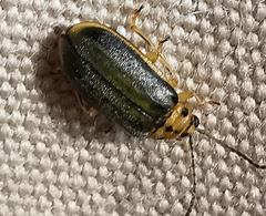 Xanthogaleruca luteola