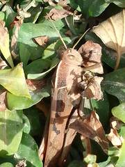 Acanthacris ruficornis