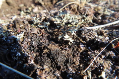 Xanthoparmelia chlorochroa