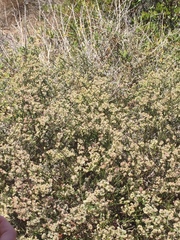 Galium angustifolium