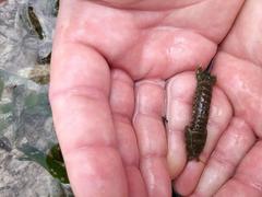 Squillidae