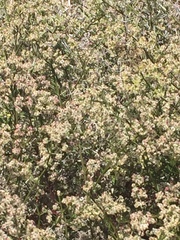 Galium angustifolium