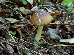 Amanita solaniolens