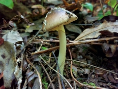 Amanita solaniolens