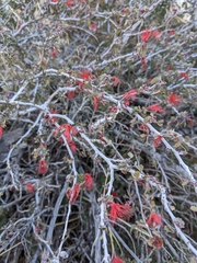 Calliandra californica