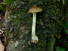 Amanita solaniolens