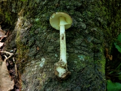 Amanita solaniolens