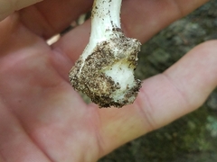 Amanita solaniolens