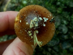Amanita solaniolens